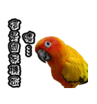 Sun Conure couple, Happy New Year！（個別スタンプ：18）