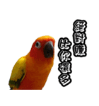 Sun Conure couple, Happy New Year！（個別スタンプ：19）