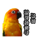 Sun Conure couple, Happy New Year！（個別スタンプ：20）