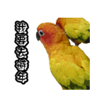 Sun Conure couple, Happy New Year！（個別スタンプ：21）