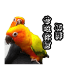 Sun Conure couple, Happy New Year！（個別スタンプ：22）