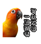 Sun Conure couple, Happy New Year！（個別スタンプ：23）