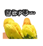 Sun Conure couple, Happy New Year！（個別スタンプ：24）