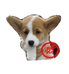 corgi star word（個別スタンプ：2）