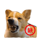 corgi star word（個別スタンプ：3）