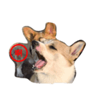 corgi star word（個別スタンプ：4）