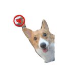 corgi star word（個別スタンプ：5）