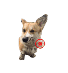 corgi star word（個別スタンプ：6）