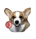 corgi star word（個別スタンプ：9）