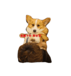 corgi star word（個別スタンプ：12）