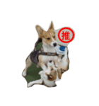 corgi star word（個別スタンプ：13）