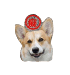 corgi star word（個別スタンプ：14）