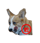 corgi star word（個別スタンプ：15）