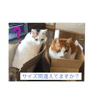 おかしすぎる猫（個別スタンプ：8）