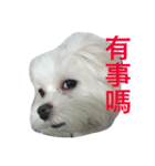 two naughty Maltese（個別スタンプ：7）