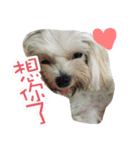 two naughty Maltese（個別スタンプ：11）