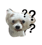 two naughty Maltese（個別スタンプ：14）