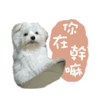 two naughty Maltese（個別スタンプ：15）