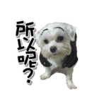 two naughty Maltese（個別スタンプ：19）