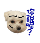 two naughty Maltese（個別スタンプ：24）