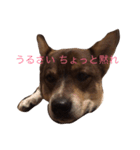 激おこ犬（個別スタンプ：1）