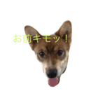 激おこ犬（個別スタンプ：8）