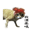 LaLaCat（個別スタンプ：1）