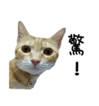 LaLaCat（個別スタンプ：5）