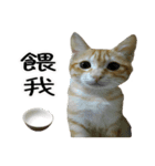 LaLaCat（個別スタンプ：7）