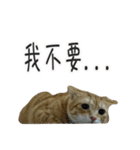 LaLaCat（個別スタンプ：8）