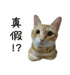 LaLaCat（個別スタンプ：16）