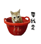 LaLaCat（個別スタンプ：20）