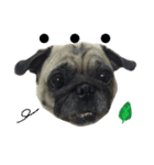 Pug Feeling（個別スタンプ：1）