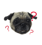 Pug Feeling（個別スタンプ：2）