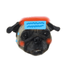 Pug Feeling（個別スタンプ：4）