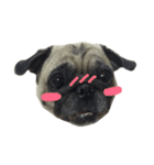 Pug Feeling（個別スタンプ：5）