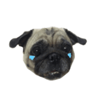 Pug Feeling（個別スタンプ：7）