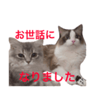 猫との生活（個別スタンプ：7）