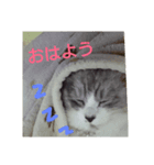 猫かりん（個別スタンプ：1）