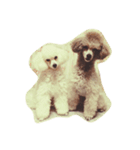 Poodle brothers（個別スタンプ：15）