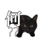 黒猫こなつさん（個別スタンプ：12）