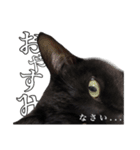 黒猫こなつさん（個別スタンプ：24）