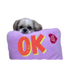 pretty dog Shih Tzu（個別スタンプ：1）