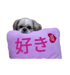 pretty dog Shih Tzu（個別スタンプ：3）