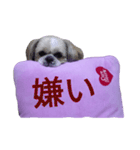 pretty dog Shih Tzu（個別スタンプ：4）