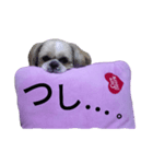 pretty dog Shih Tzu（個別スタンプ：5）