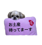 pretty dog Shih Tzu（個別スタンプ：7）