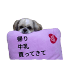 pretty dog Shih Tzu（個別スタンプ：8）