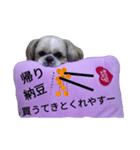 pretty dog Shih Tzu（個別スタンプ：9）