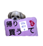 pretty dog Shih Tzu（個別スタンプ：10）